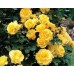 Троянда Голден Шоверс (Роза Golden Showers)